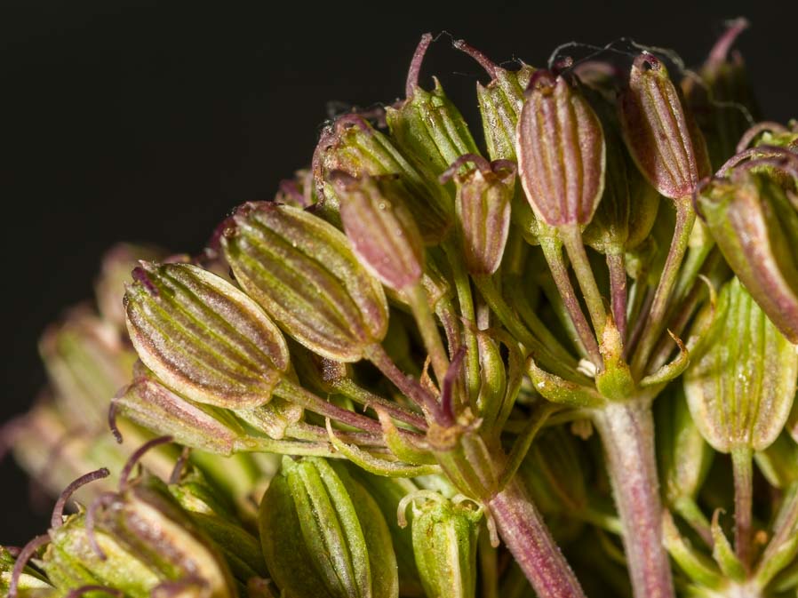 Apiaceae: Xanthoselinum venetum